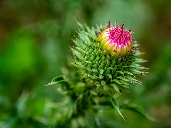 Thistle Bud Rostlina Latinským Jménem Carduus Brzy Rozkvete — Stock fotografie