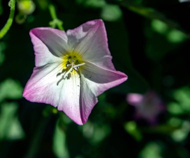 Yosun çiçekleri, Latince adı Convolvulus arvensis olan bitkiler bir çayırda