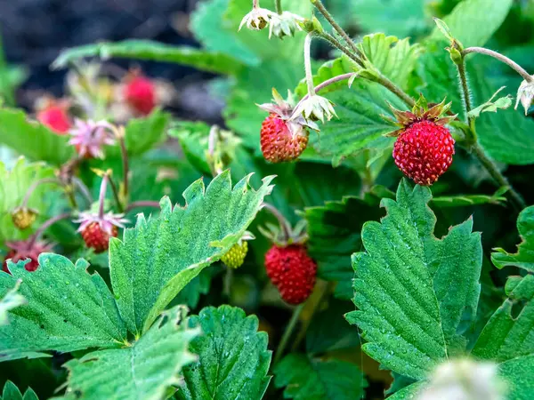 딸기는 정원에서 자란다 매크로 — 스톡 사진