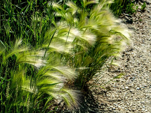 Gras Vergelijkbaar Met Een Vedergras Met Latijnse Naam Hordeum Jubatum — Stockfoto