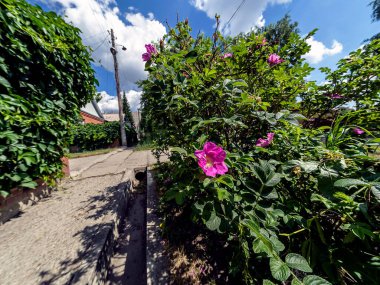 Bulanık şehir binalarının arka planında parlayan kiremit, balık gözü lensleri