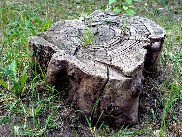 旧的破树桩在地上 裂缝贯穿年轮 — 图库照片