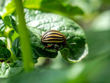 Colorado böceği Latince adı Leptinotarsa decemlineata olan bir böcektir.