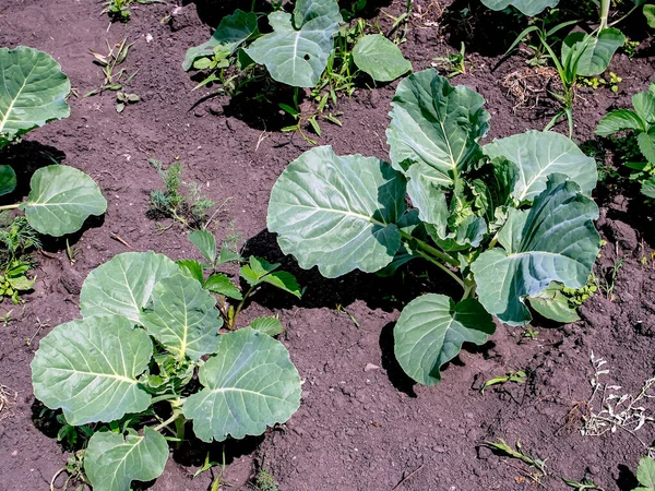 Kohlpflanzen Juni Garten Zum Sommeranfang — Stockfoto