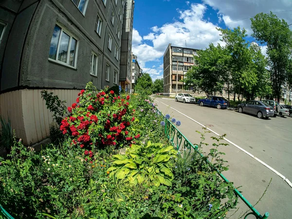 Bush Florescendo Uma Rosa Vermelha Wattled Perto Edifício Apartamento Lente — Fotografia de Stock