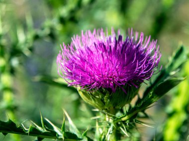 Güzel, parlak bir devedikeni çiçeği. Latince adı Carduus olan bitkiler. Yeşil doğal arka plan, dar odak alanı.