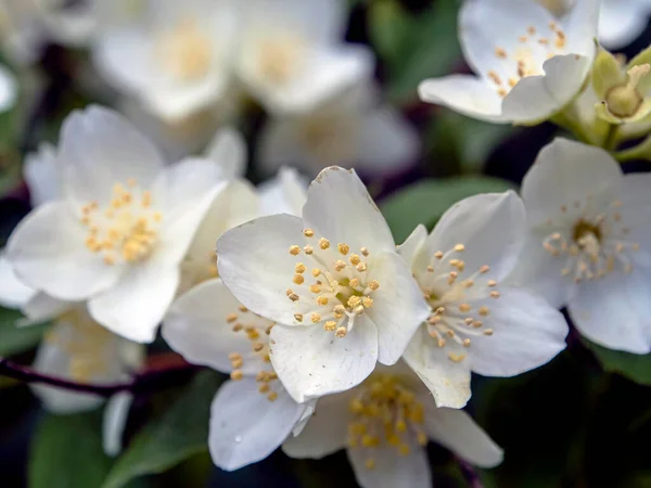 Branch Fragrant Flowering Plant Latin Name Philadelphus Called Jasmine Russia — Stock Photo, Image