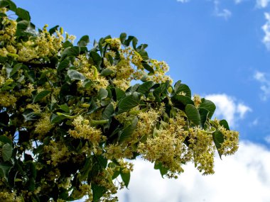 Beyaz bulutlu mavi bir gökyüzüne karşı, Latince adı Tilia olan, çiçek açan bir Linden ağacının dalı
