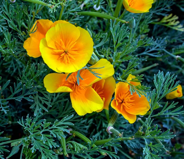 Bahçede Latince Adı Escholzia Caliponica Olan Kaliforniya Gelincik Sarı Çiçekleri — Stok fotoğraf