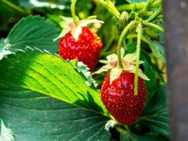 Olgun kırmızı çilek yeşil yapraklarla çevrili, yakın çekim, dar odak alanı