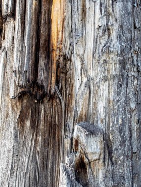 Çatlaklarla ve kırıklarla dolu eski kuru bir kütüğün yan yüzeyi güneş tarafından kurutulmuş.