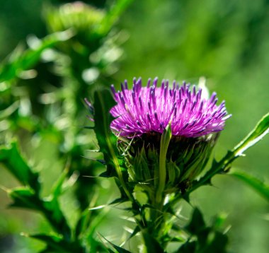 Güzel, parlak bir devedikeni çiçeği. Latince adı Carduus olan bitkiler. Yeşil doğal arka plan, dar odak alanı.