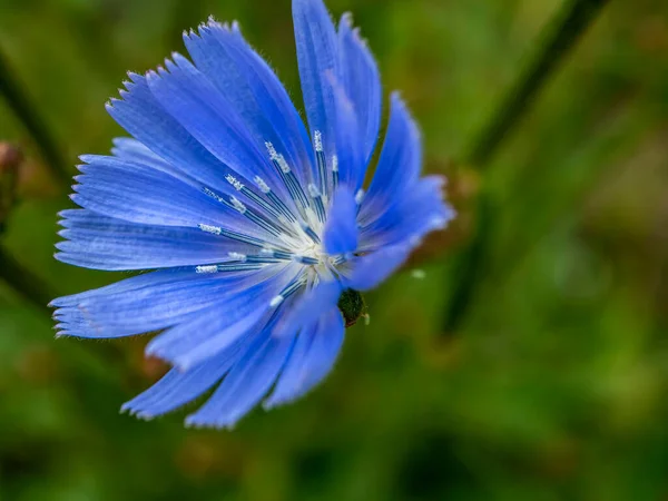 Нежные Голубые Цветы Цикория Растения Латинским Названием Cichorium Intybus Размытом — стоковое фото