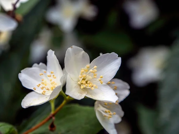 Egy Illatos Virágos Növény Ága Amelynek Latin Neve Philadelphus Véletlenül — Stock Fotó