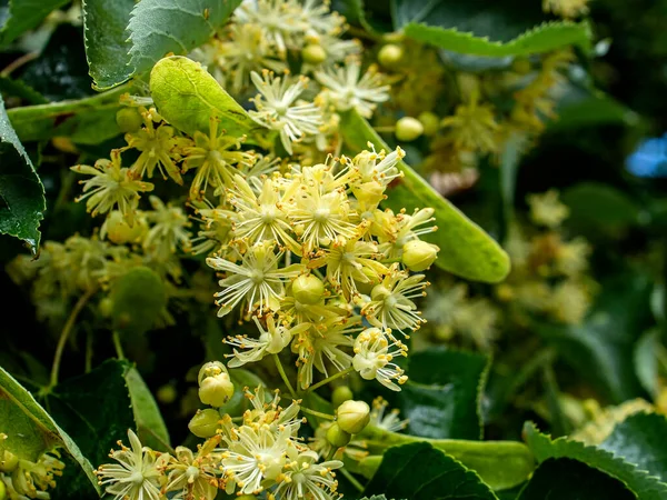 Větev Kvetoucího Stromu Linden Latinským Názvem Tilia Květiny Makro — Stock fotografie