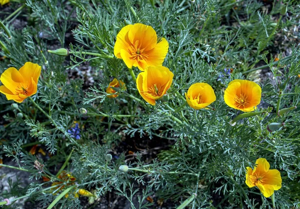 Bahçede Latince Adı Escholzia Caliponica Olan Kaliforniya Gelincik Sarı Çiçekleri — Stok fotoğraf