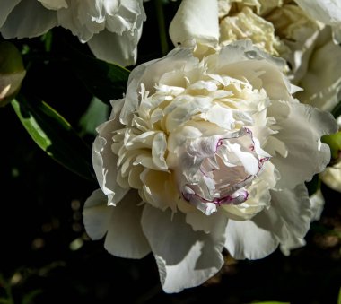 Hassas beyaz çiçekli şakayık, bulanık arka planda.