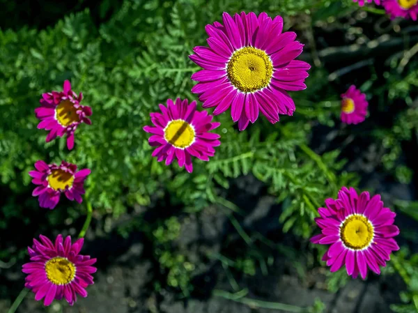 Marguerites Violettes Sur Fond Naturel Vert Flou — Photo