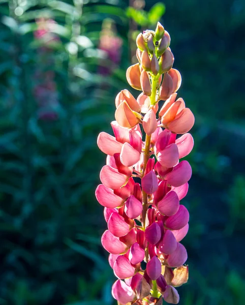 Růžový Lupin Kvete Zahradě Časném Ránu — Stock fotografie