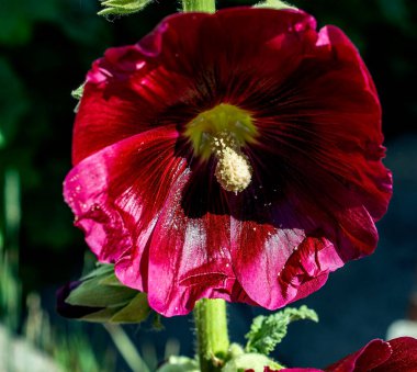 Güzel, koyu kırmızı bir çiçek, Latince adı Alcea Rosea, bulanık doğal bir arka plana yakın plan.