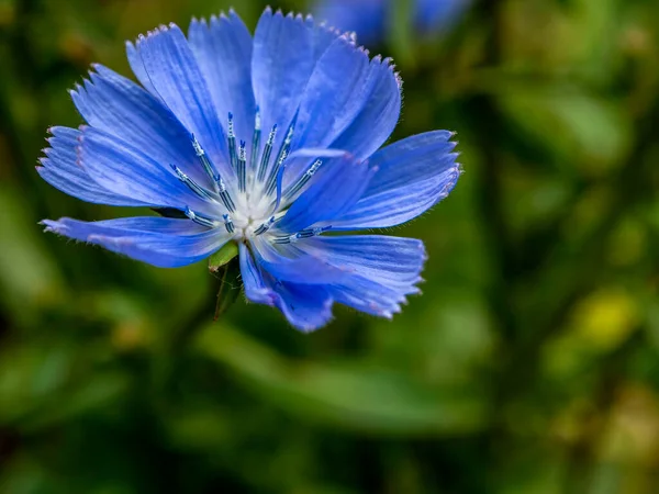 Delicate Blue Flowers Chicory Plants Latin Name Cichorium Intybus Blurred — Stock Photo, Image