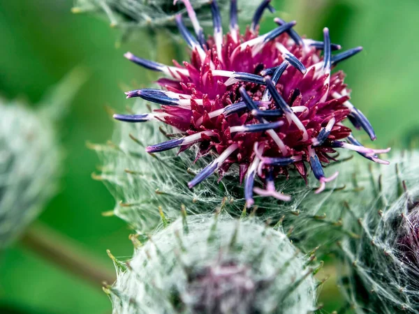 Lopuch Květiny Rostliny Latinským Názvem Arctium Lappa Makro Úzká Ohnisková — Stock fotografie