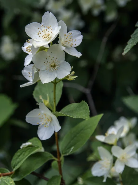 Branch Fragrant Flowering Plant Latin Name Philadelphus Called Jasmine Russia — Stock Photo, Image