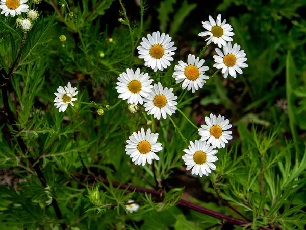 White Daisies Blurred Green Natural Background — Stock Photo, Image