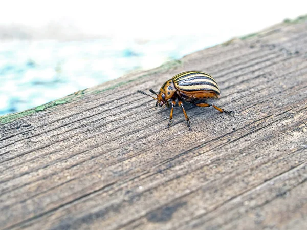 Colorado Käfer Ein Insekt Mit Dem Lateinischen Namen Leptinotarsa Decemlineata — Stockfoto