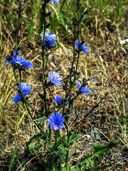 Zarte Blaue Blüten Von Chicorée Pflanzen Mit Dem Lateinischen Namen — Stockfoto