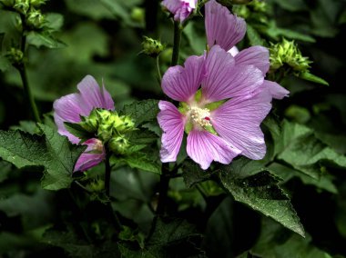 Doğal yeşilliğin arka planında narin pembe yosun çiçeği