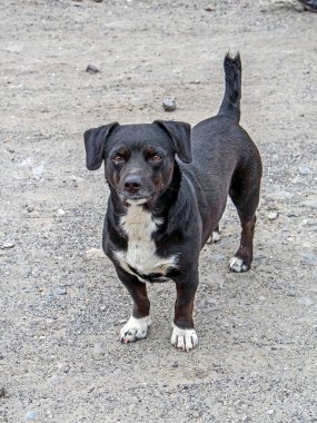 Küçük siyah köpek sokakta durur ve fotoğrafçıya bakar.