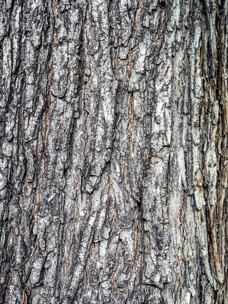 Linden Träd Bark Struktur Naturlig Närbild Bakgrunder — Stockfoto