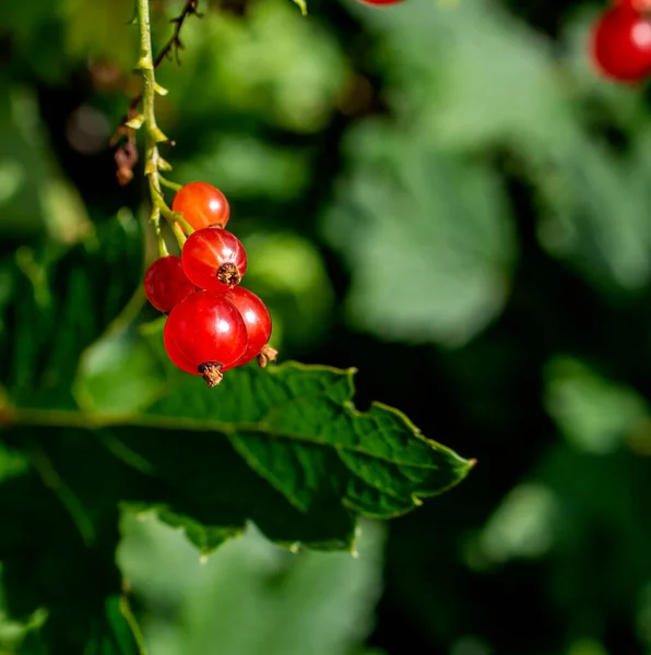 Reifung Roter Johannisbeeren Auf Einem Von Der Sonne Beleuchteten Busch — Stockfoto