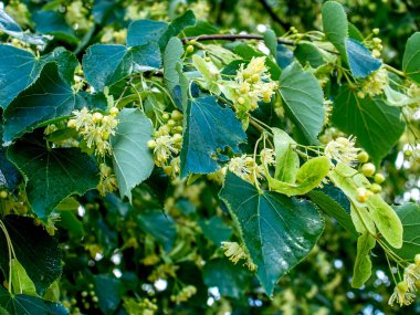 Çiçek açan Linden ağacının Latince adı Tilia, çiçekler, makro