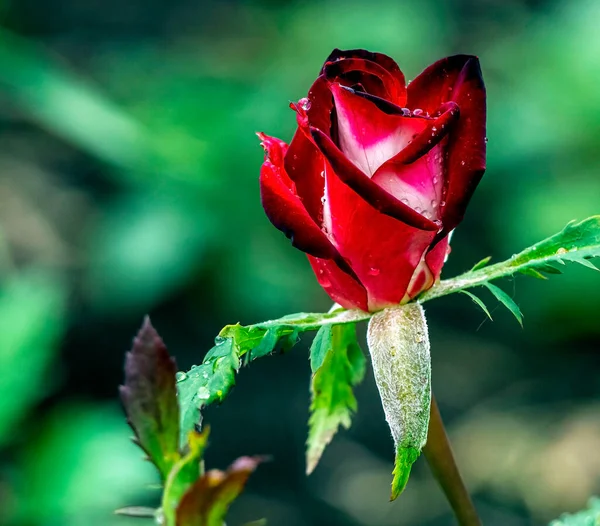 Κόκκινο Τριαντάφυλλο Bud Σταγόνες Βροχής Ένα Θολό Φυσικό Υπόβαθρο — Φωτογραφία Αρχείου