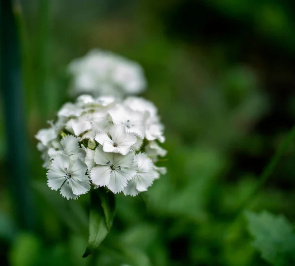 Bílý Turecký Karafiát Kvetoucí Záhonu Květin Zblízka Rostlina Latinským Názvem — Stock fotografie