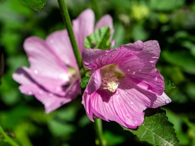 Doğal yeşilliğin arka planında yağmur damlaları ile narin pembe mallow çiçeği