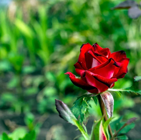 Red Rose Bud Blooms Garden Background Blurred Natural Landscape — Stock Photo, Image