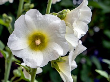Güzel beyaz çiçekli mallow, Latince adı Alcea rosea, bulanık doğal arka planda yakın plan.