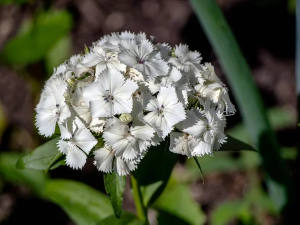 Bílý Turecký Karafiát Kvetoucí Záhonu Květin Zblízka Rostlina Latinským Názvem — Stock fotografie
