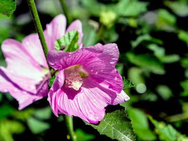 Delicada Flor Malva Rosa Com Gotas Após Chuva Fundo Vegetação — Fotografia de Stock