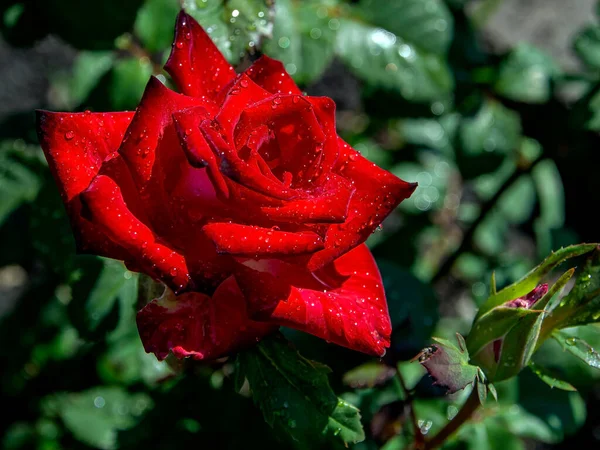 Schöne Rote Rose Mit Regentropfen Auf Einem Verschwommenen Grünen Natürlichen — Stockfoto
