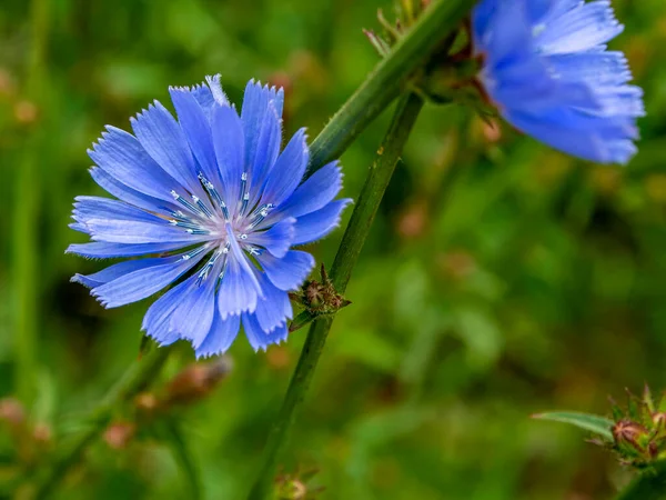 Delicate Blue Flowers Chicory Plants Latin Name Cichorium Intybus Blurred — Stock Photo, Image