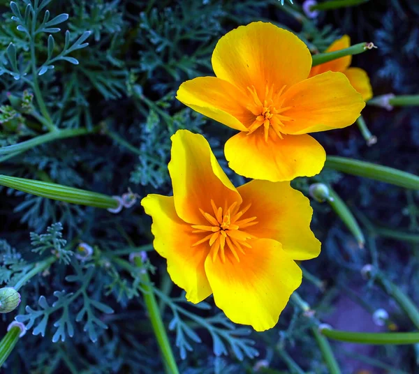 정원에 라틴어 이름이 캘리포니아 양귀비노란 정원에 이름은 Eschscholzia Californica — 스톡 사진