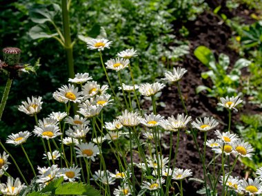 Bulanık yeşil arka planda beyaz papatyalar.