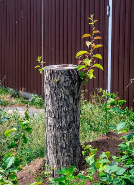 Kesik bir ağacın gövdesinde yeni filizler büyür ve güçlenir.