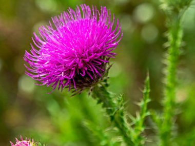 Güzel, parlak bir devedikeni çiçeği. Latince adı Carduus olan bitkiler. Yeşil doğal arka plan, dar odak alanı.