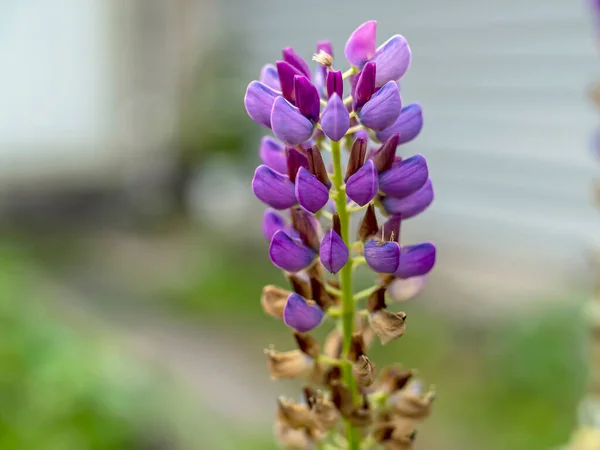 Rosa Lupin Florece Jardín Por Mañana Temprano — Foto de Stock