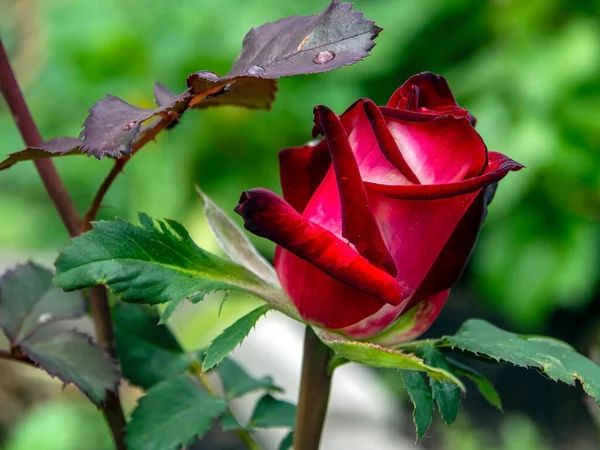 Vermelho Rosa Bud Floresce Jardim Contra Fundo Uma Paisagem Natural — Fotografia de Stock